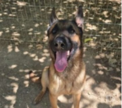 Don animaux Marseille Marseille - Photos Vivastreet Chien ULK à l adoption