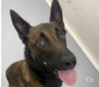 Chien SWAT à l adoption