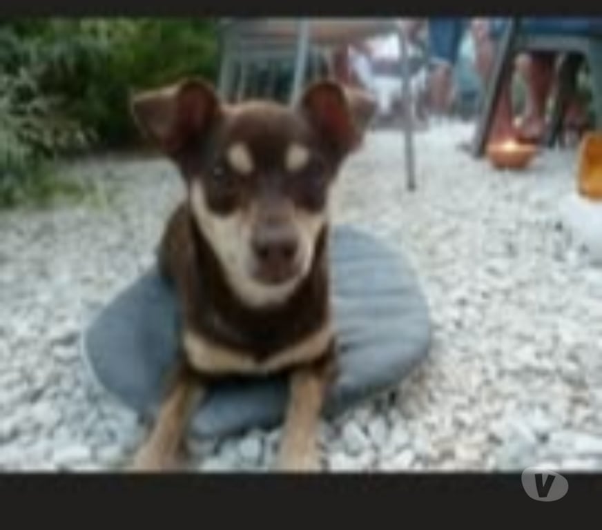 Don animaux Drôme Le Poet Laval - 26160 - Photos Vivastreet Chien SNOOPY à l adoption