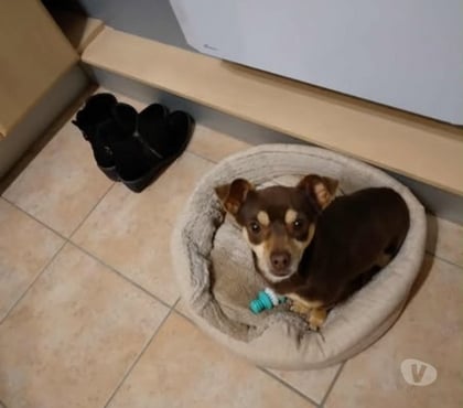 Adoption animaux Le Poet Laval Drôme - Photos Vivastreet Chien SNOOPY à l adoption