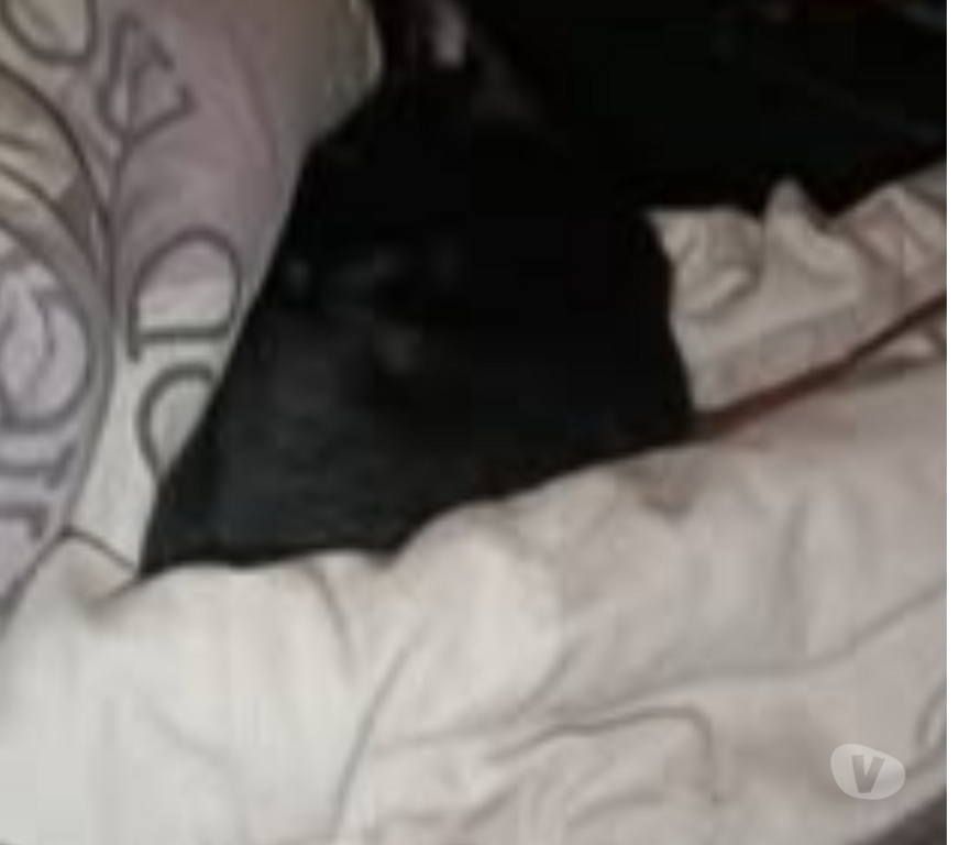 Don animaux Ardèche La Voulte sur Rhone - 07800 - Photos Vivastreet Chat BOUNTY à l adoption