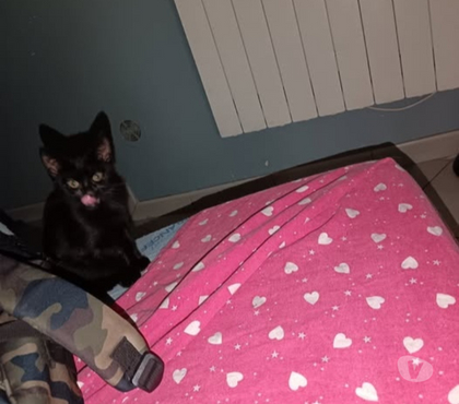 Adoption animaux La Voulte sur Rhone Ardèche - Photos Vivastreet Chat BOUNTY à l adoption