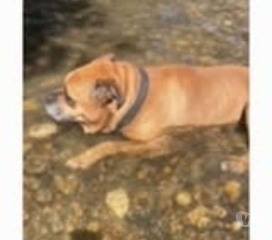 Don animaux Rhône Villeurbanne - 69100 - Photos Vivastreet Chien LEO à l adoption