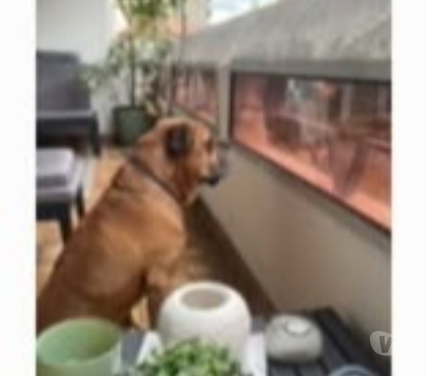 Don animaux Rhône Villeurbanne - 69100 - Photos Vivastreet Chien LEO à l adoption