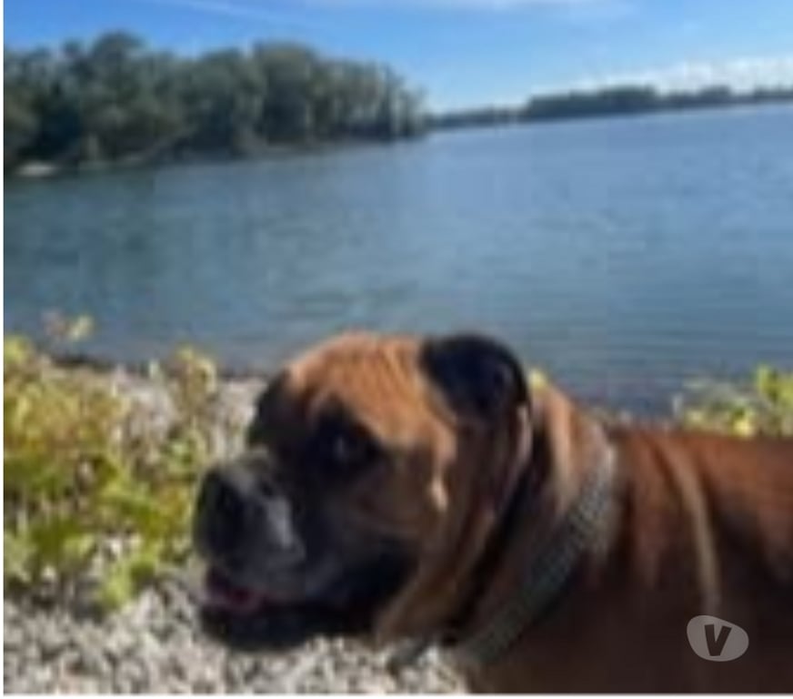 Don animaux Rhône Villeurbanne - 69100 - Photos Vivastreet Chien LEO à l adoption