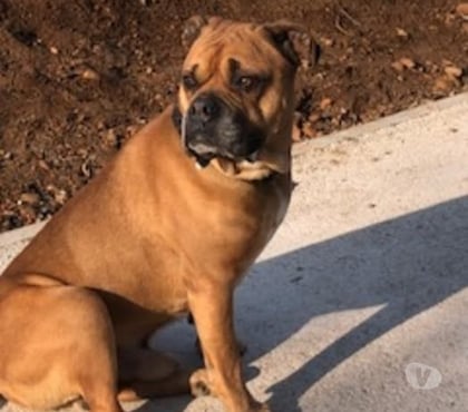 Adoption animaux Villeurbanne Rhône - Photos Vivastreet Chien LEO à l adoption