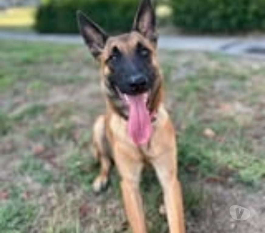 Don animaux Rhône Villeurbanne - 69100 - Photos Vivastreet Chien AIKA à l adoption