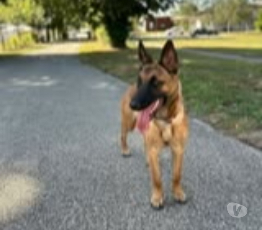 Don animaux Rhône Villeurbanne - 69100 - Photos Vivastreet Chien AIKA à l adoption