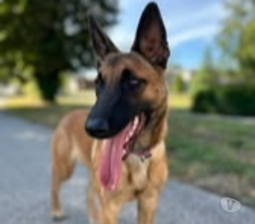 Don animaux Rhône Villeurbanne - 69100 - Photos Vivastreet Chien AIKA à l adoption