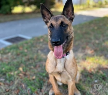 Don animaux Villeurbanne Rhône - Photos Vivastreet Chien AIKA à l adoption