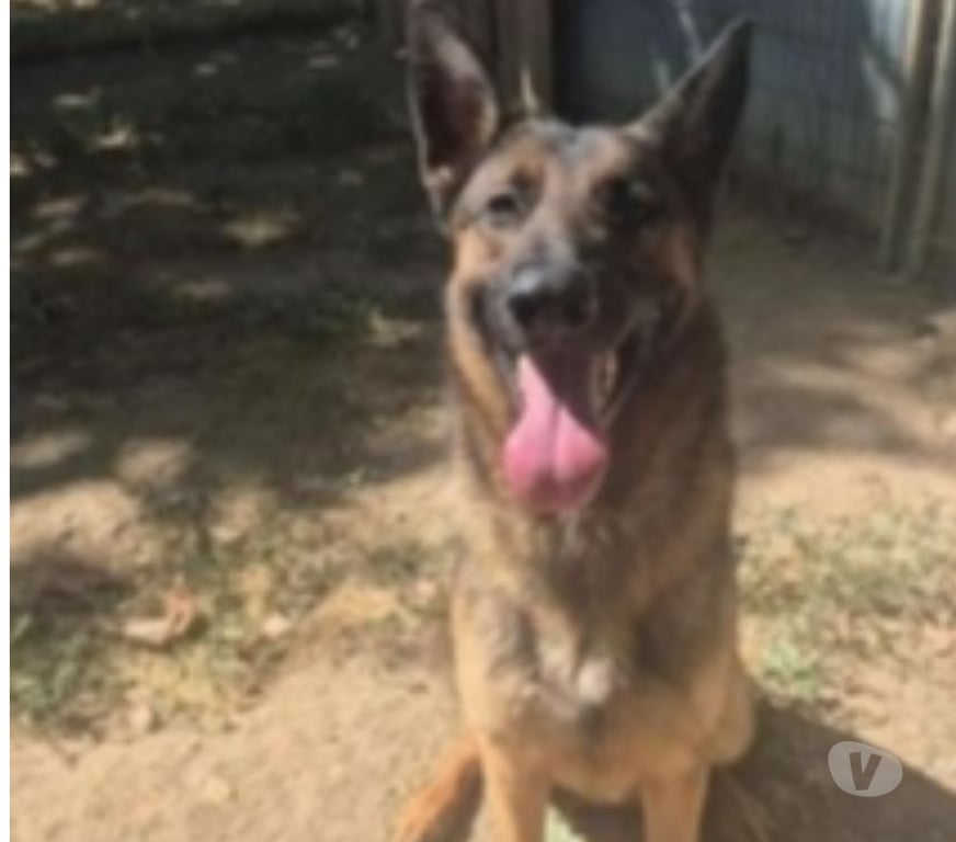 Don animaux Bouches-du-Rhône Marseille - Photos Vivastreet Chien URGO à l adoption