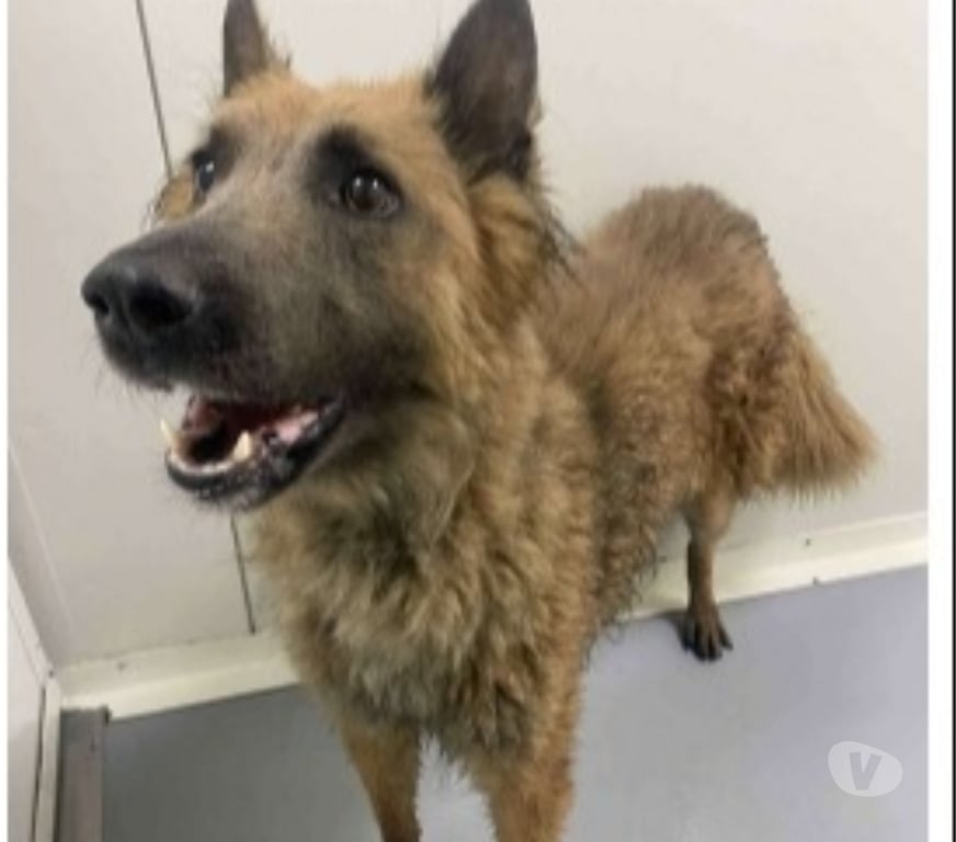 Don animaux Bouches-du-Rhône Marseille - Photos Vivastreet Chien TEDDY à l adoption
