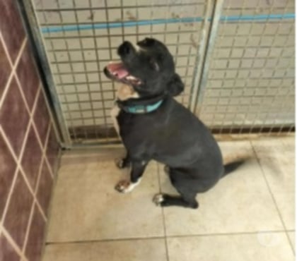Don animaux Marseille Marseille - Photos Vivastreet Chien KAYA à l adoption
