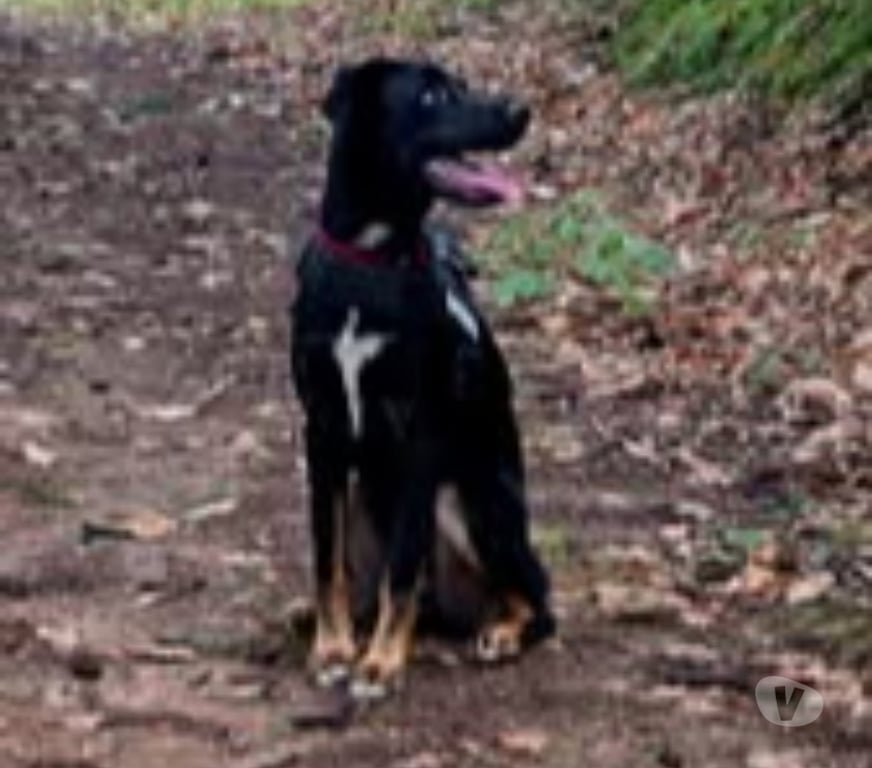Don animaux Ardèche Annonay - 07100 - Photos Vivastreet Chien VALKO à l adoption