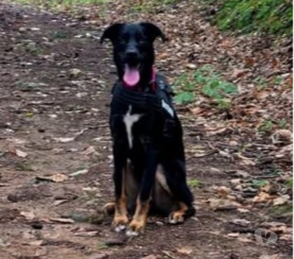 Adoption animaux Annonay Ardèche - Photos Vivastreet Chien VALKO à l adoption