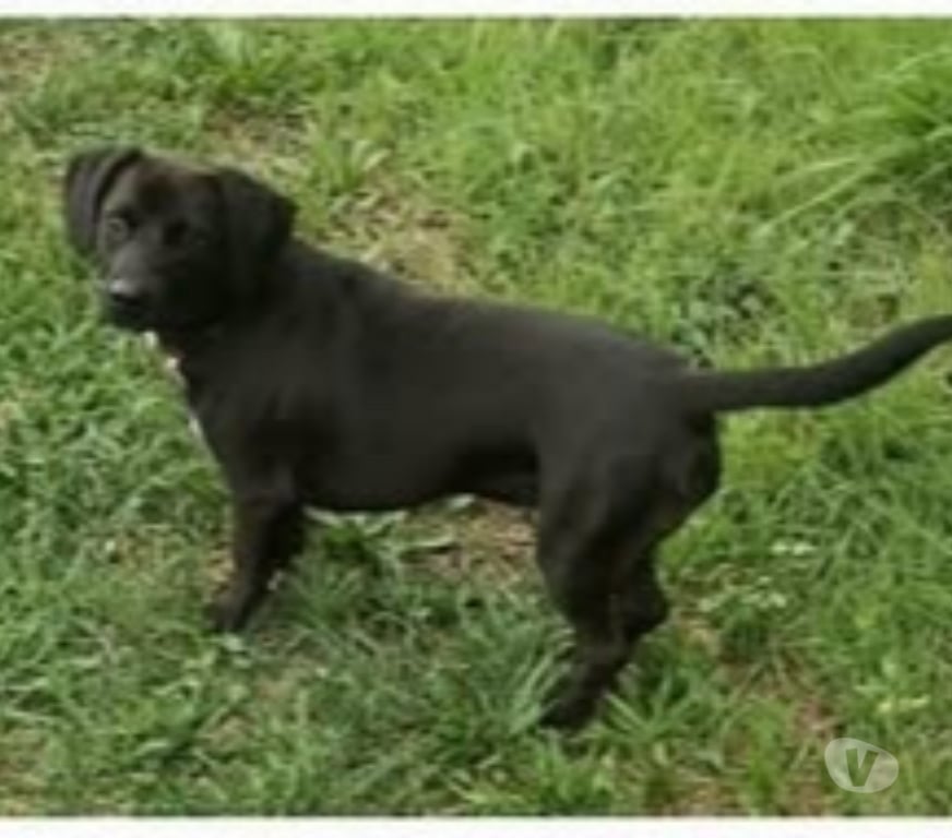 Don animaux Drôme St Restitut - 26130 - Photos Vivastreet Chien COOKIES à l adoption