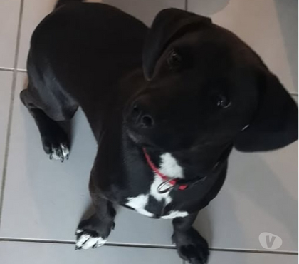 Don animaux St Restitut Drôme - Photos Vivastreet Chien COOKIES à l adoption
