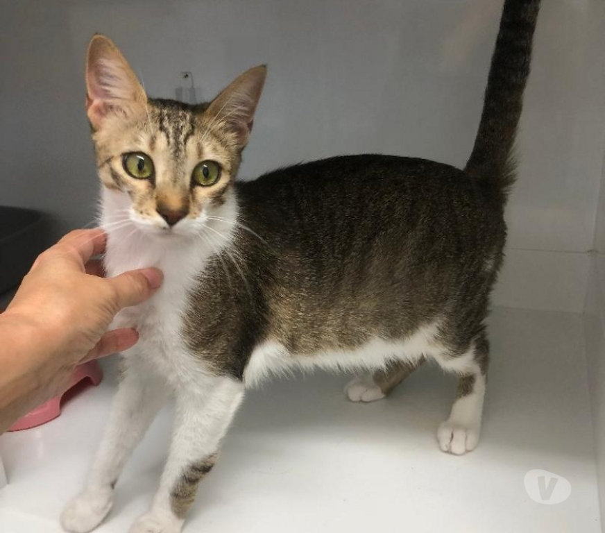 Don animaux Hérault Beziers - 34500 - Photos Vivastreet ANEMONE, chatte bl et tigrée 4 ans type européenne non lof