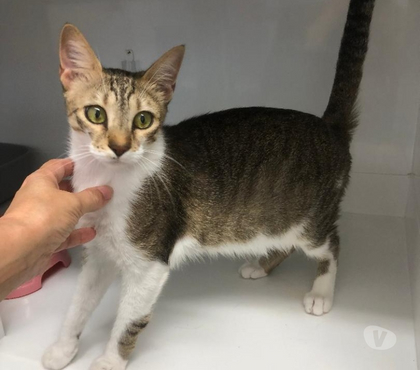Adoption animaux Beziers Hérault - Photos Vivastreet ANEMONE, chatte bl et tigrée 4 ans type européenne non lof