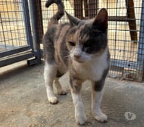 ALOUETTE, chatte tricolore, 4 ans type européenne, non lof