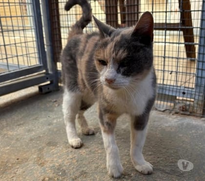 Adoption animaux Beziers Hérault - Photos Vivastreet ALOUETTE, chatte tricolore, 4 ans type européenne, non lof