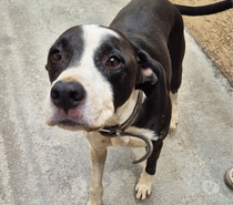 ARAMIS, chien type boxer, 6 ans non lof