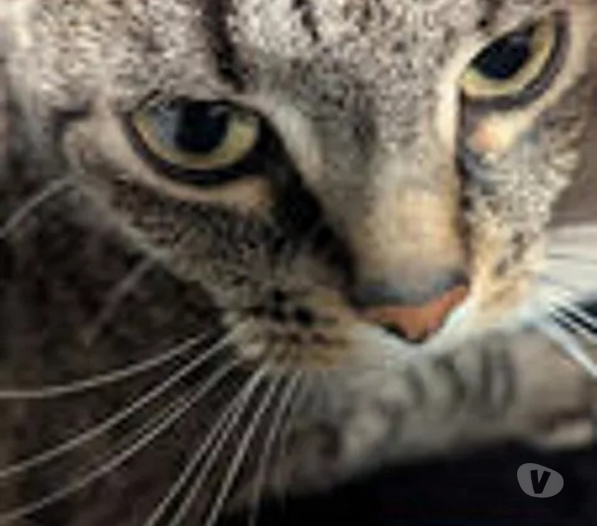 Don animaux Hautes-Pyrénées Laloubere - 65310 - Photos Vivastreet Don de chatte Shinobi