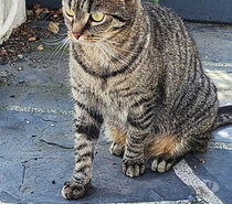 Don de chatte Shinobi