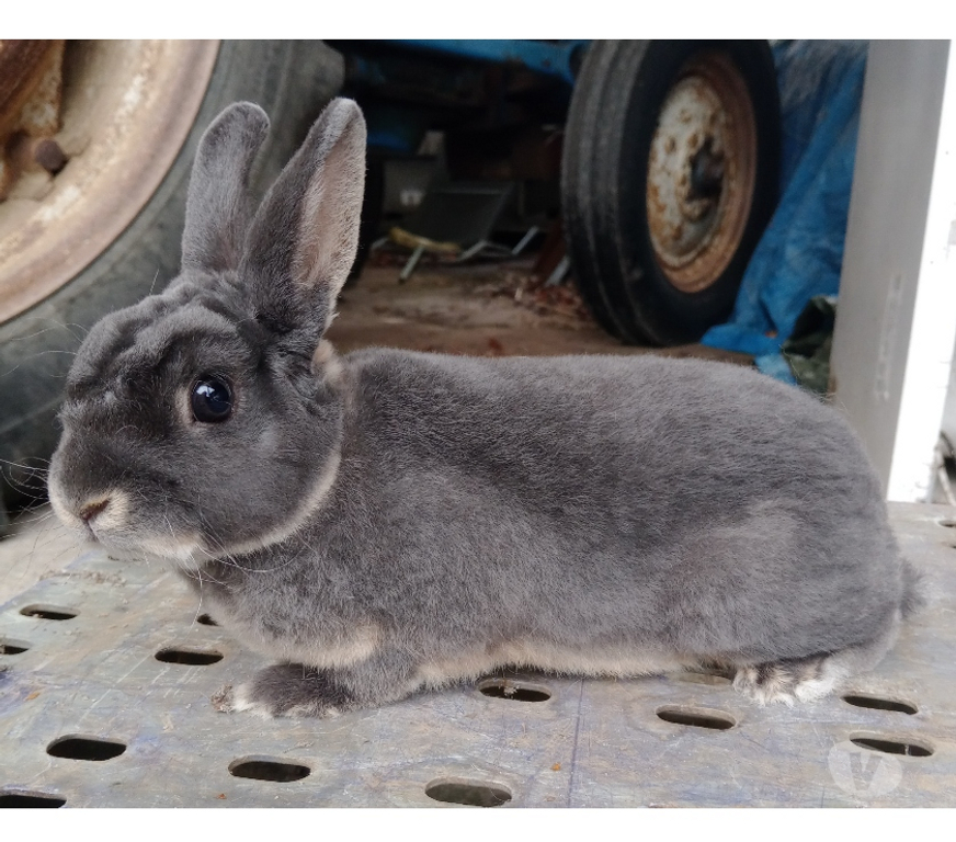 Vente Pas-de-Calais Sailly Labourse - 62113 - Photos Vivastreet Lapin nain rex mâle