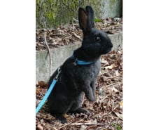 Lapin nain rex mâle