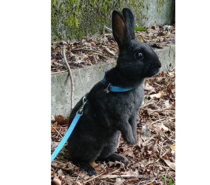 Vente animaux Sailly Labourse Pas-de-Calais - Photos Vivastreet Lapin nain rex mâle