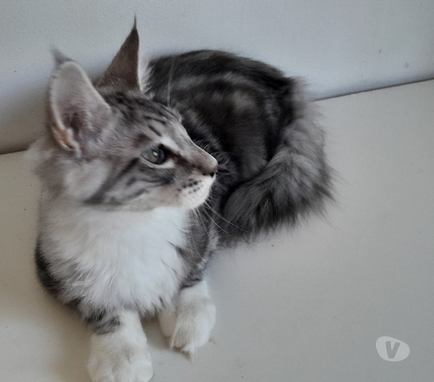 Vente Haute-Garonne Le Fousseret - 31430 - Photos Vivastreet Chaton maine coon Loof