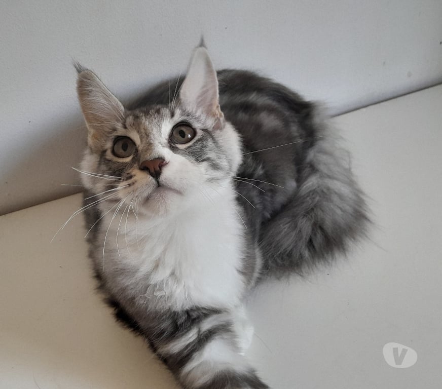 Vente Haute-Garonne Le Fousseret - 31430 - Photos Vivastreet Chaton maine coon Loof