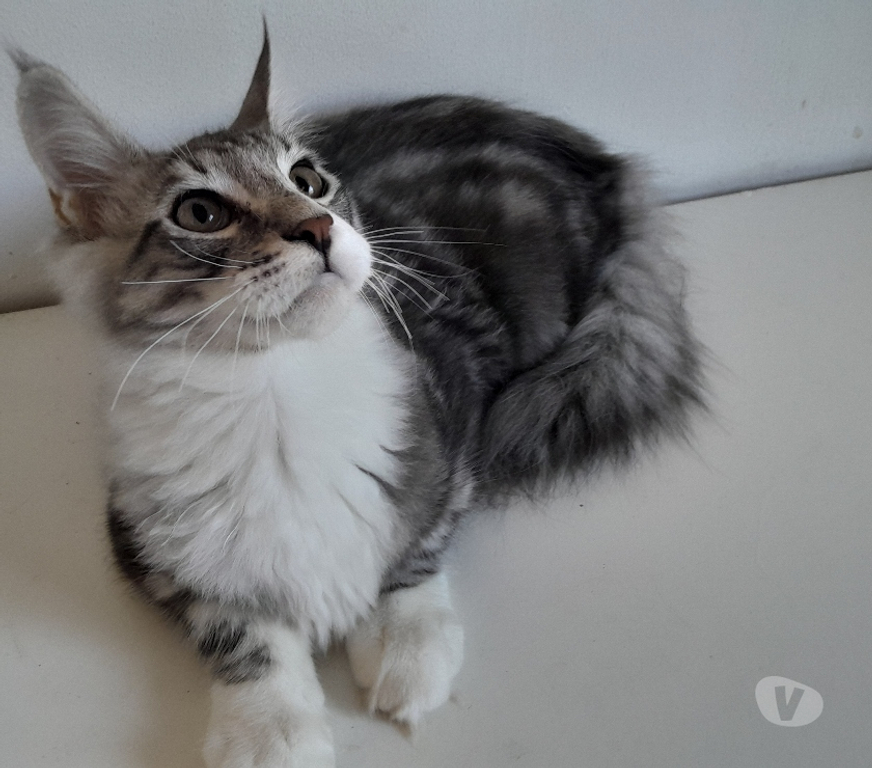 Vente Haute-Garonne Le Fousseret - 31430 - Photos Vivastreet Chaton maine coon Loof
