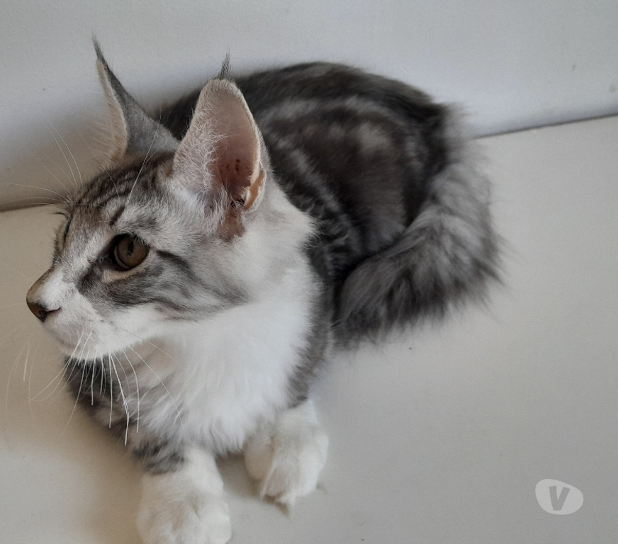 Vente Haute-Garonne Le Fousseret - 31430 - Photos Vivastreet Chaton maine coon Loof