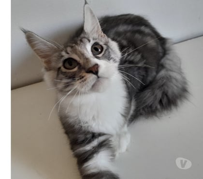 Vente animaux Le Fousseret Haute-Garonne - Photos Vivastreet Chaton maine coon Loof