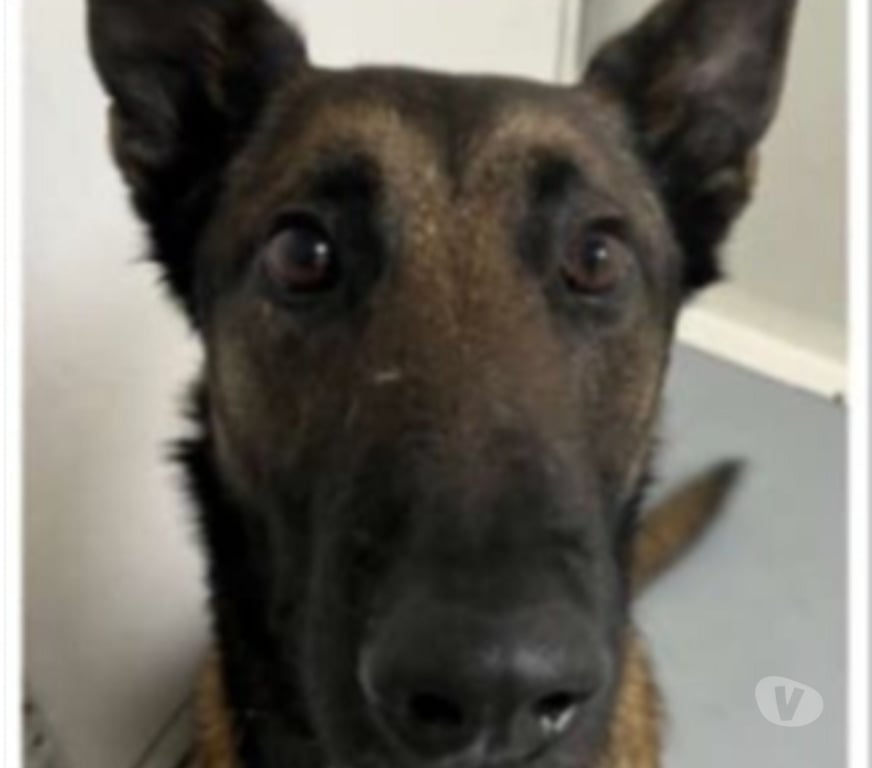 Don animaux Bouches-du-Rhône Marseille - Photos Vivastreet Chien NEO à l adoption