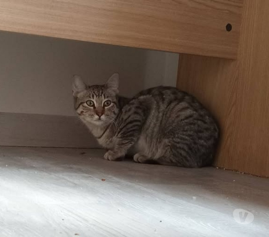 Don animaux Ardèche Guilherand Granges - 07500 - Photos Vivastreet Chat LAYA à l adoption