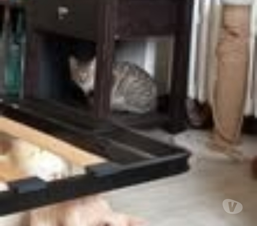 Don animaux Ardèche Guilherand Granges - 07500 - Photos Vivastreet Chat LAYA à l adoption