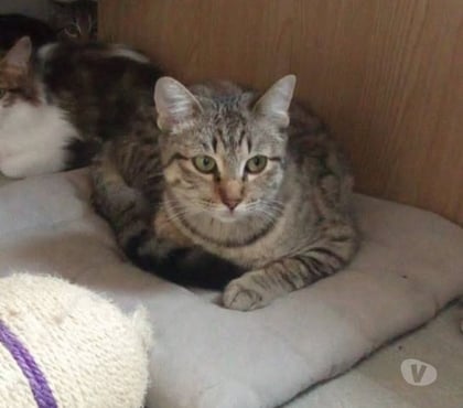Don Guilherand Granges Ardèche - Photos Vivastreet Chat LAYA à l adoption