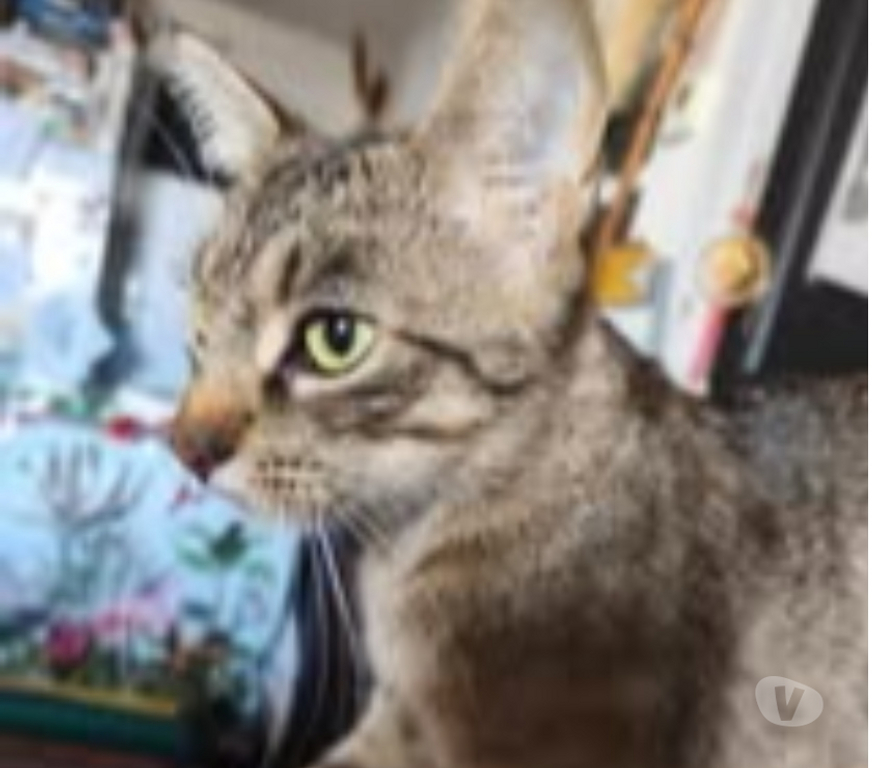 Don animaux Ardèche St Romain de Lerps - 07130 - Photos Vivastreet Chat CANNELLE à l adoption