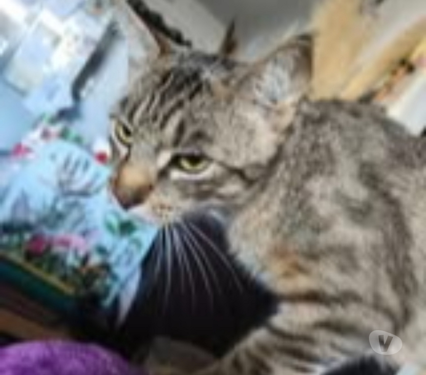 Don animaux Ardèche St Romain de Lerps - 07130 - Photos Vivastreet Chat CANNELLE à l adoption