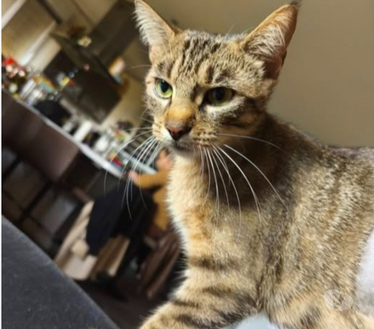 Don St Romain de Lerps Ardèche - Photos Vivastreet Chat CANNELLE à l adoption