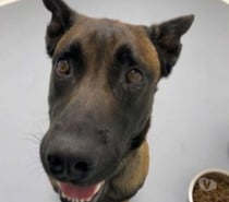 Chien SIMBA à l adoption