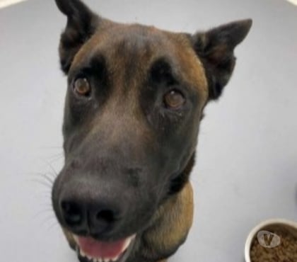 Don Marseille Marseille - Photos Vivastreet Chien SIMBA à l adoption