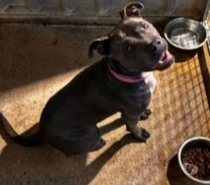 Chien TORTE à l adoption