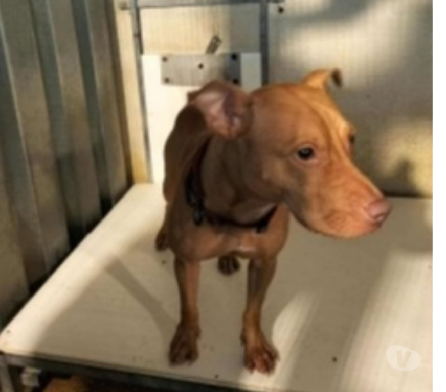 Don animaux Bouches-du-Rhône Marseille - Photos Vivastreet Chien ULMA à l adoption