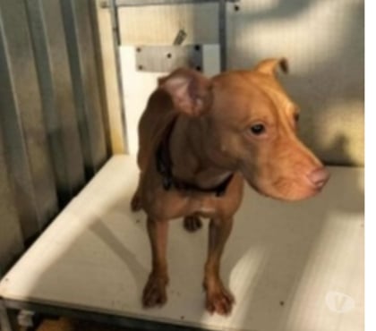 Don Marseille Marseille - Photos Vivastreet Chien ULMA à l adoption