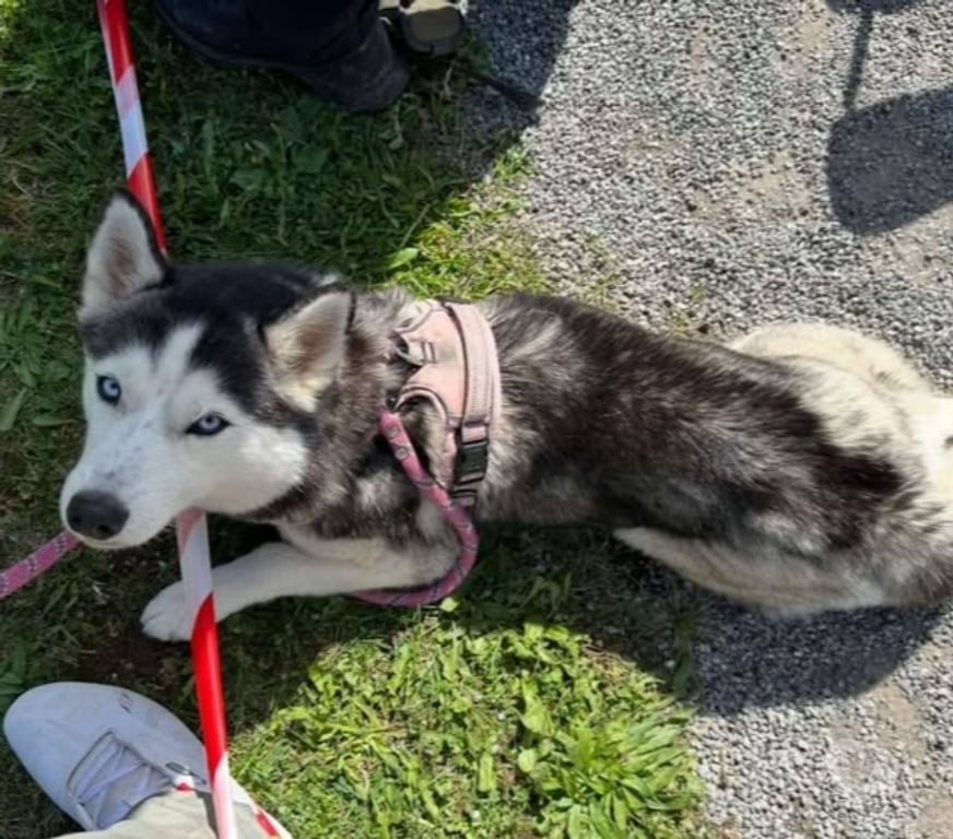 Don animaux Drôme St Restitut - 26130 - Photos Vivastreet Chien USKA à l adoption