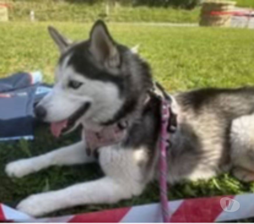 Don animaux Drôme St Restitut - 26130 - Photos Vivastreet Chien USKA à l adoption